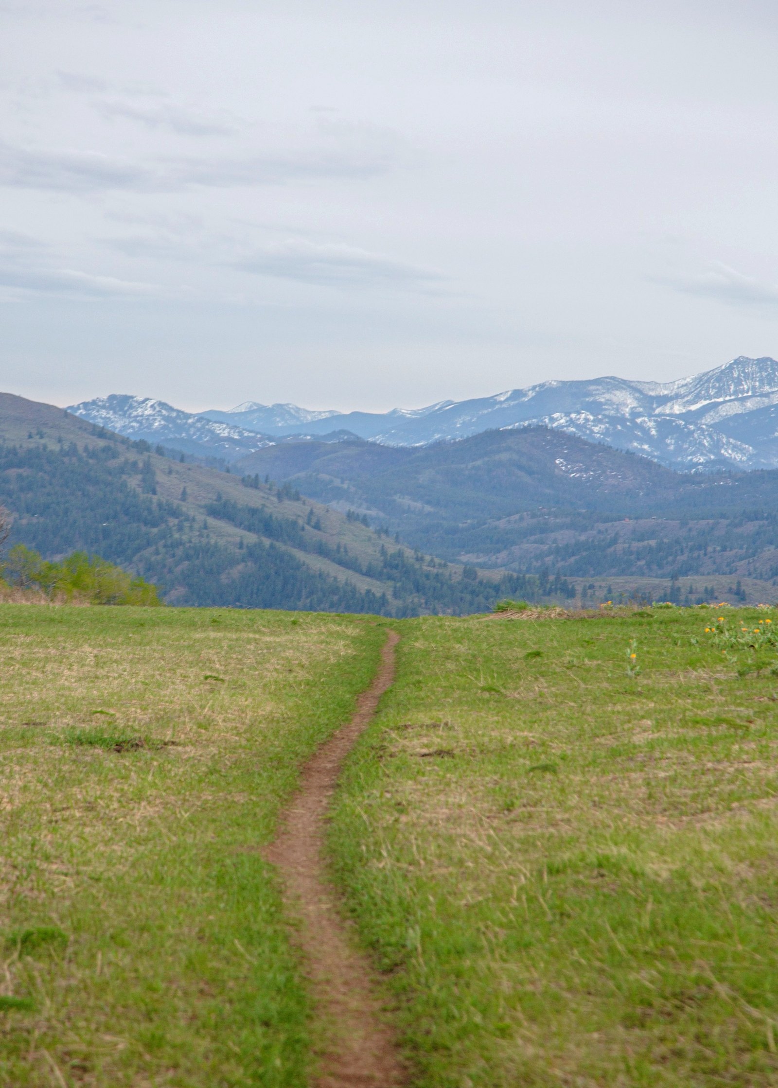 Hiking trail through a meadow toward snowy peaks