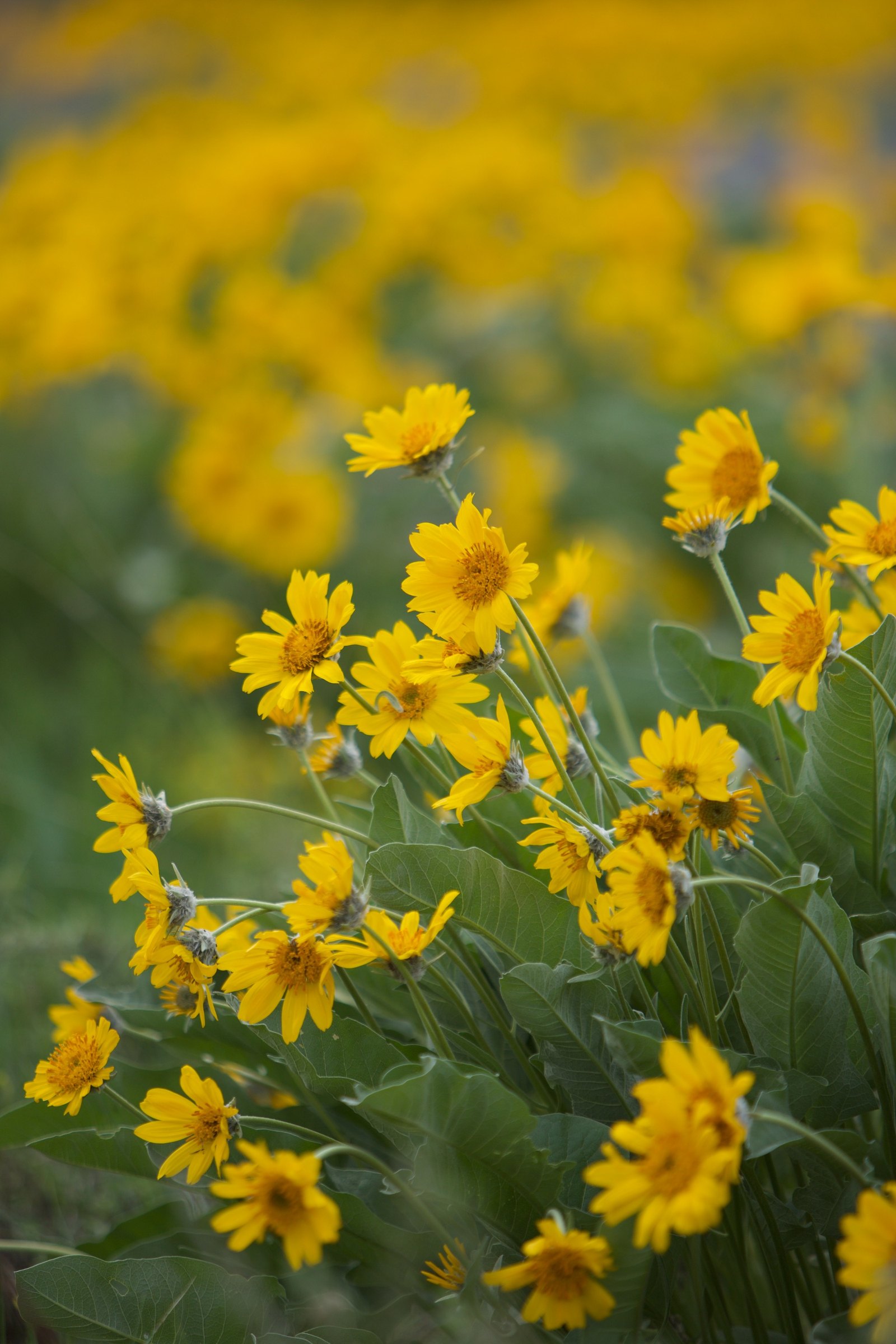 Yellow arrowleaf balsamroot wildflowers blooming in spring