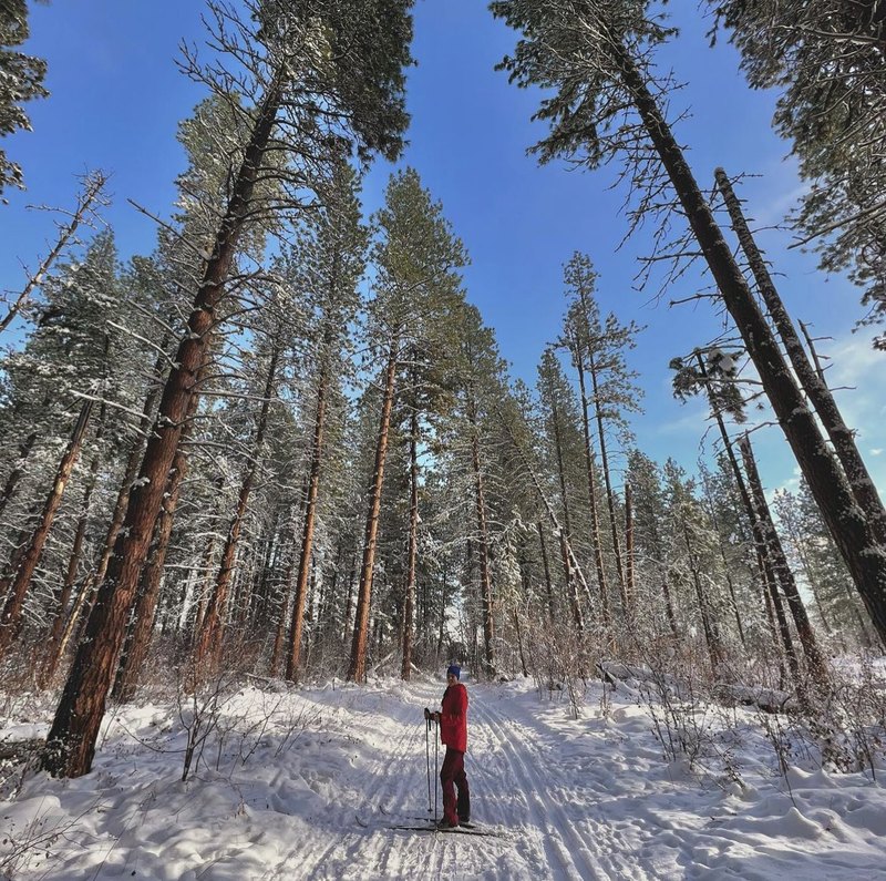 Cross-country skier beneath snowy ponderosa pines